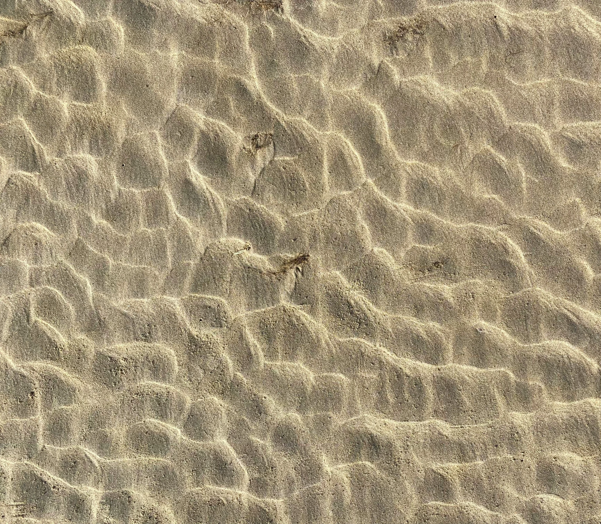 sand from the top view of a bird laying on it