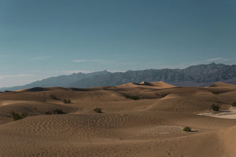 a large sandy area with several plants in the middle