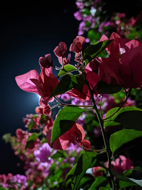 the pink flowers are blooming at night