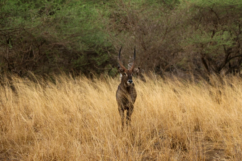 an antelope stands in a grassy field surrounded by trees