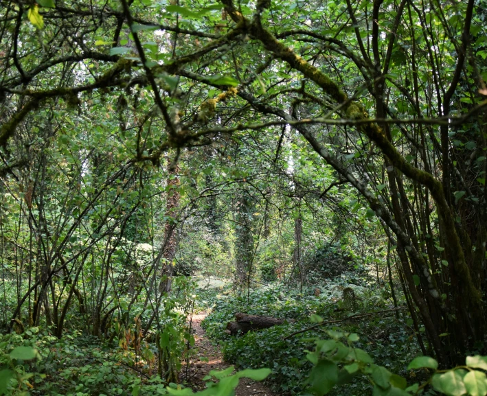 a group of trees are next to a dirt trail in the middle of a forest