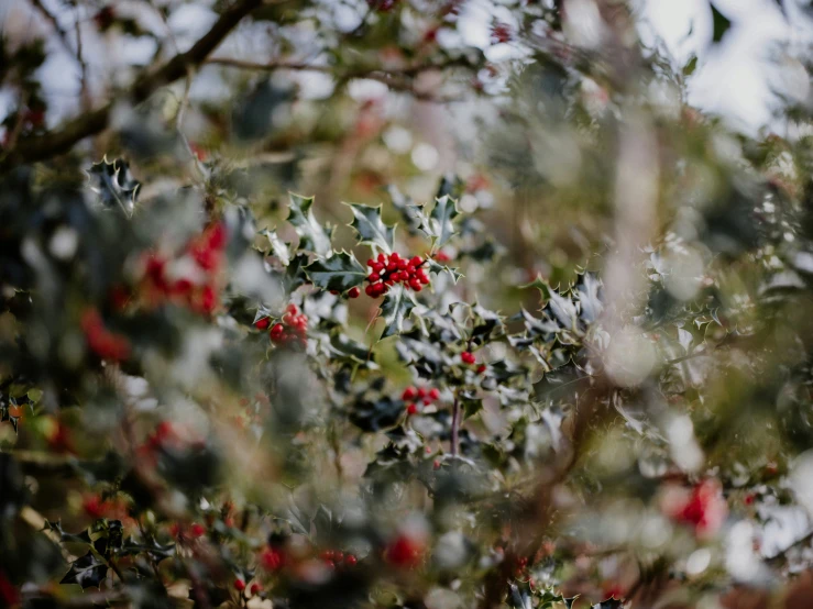 red berries and green leaves are growing on the nches