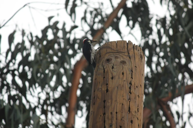 a bird that is standing on a post