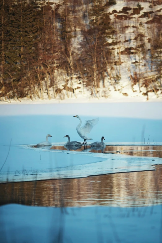 two ducks sitting on top of the water with their reflection