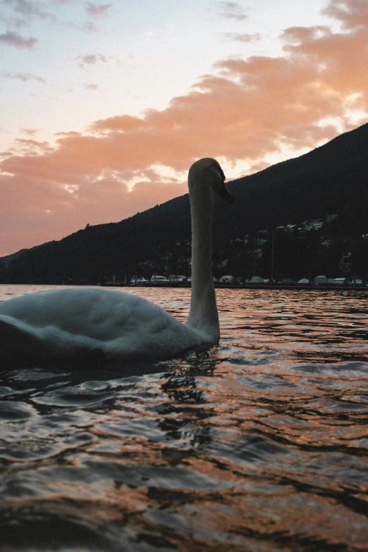 a white swan sitting in the water at dusk