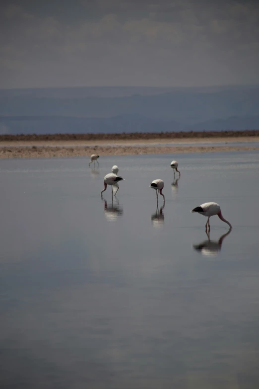five different sized birds in shallow water on a cloudy day