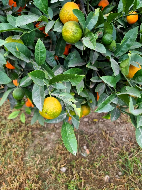 a close up of citrus fruit hanging on a tree