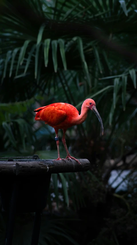 a small red bird with an umbrella in it's beak