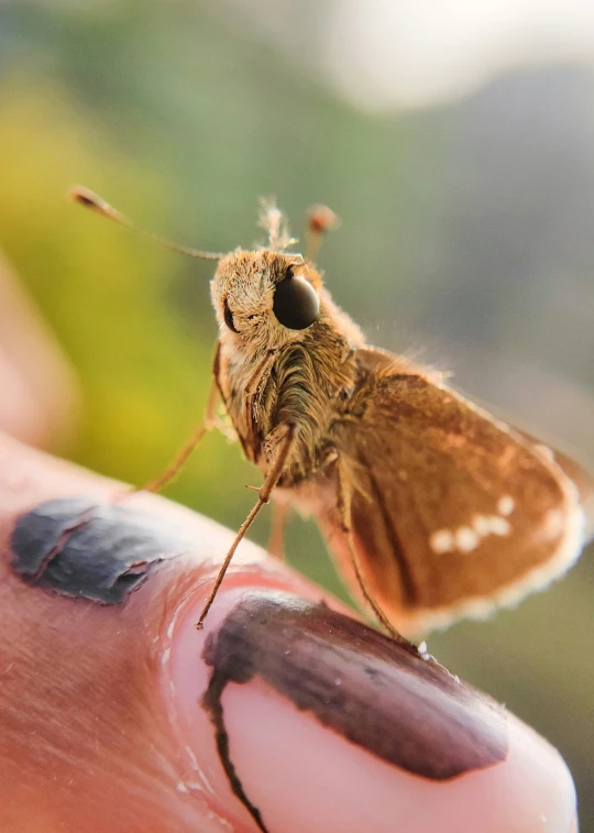 an moth sits on the finger of someone holding it