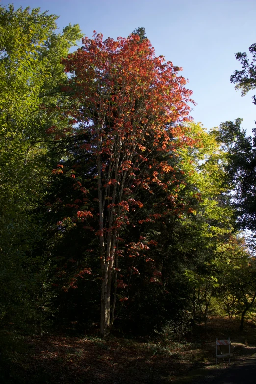 a large leafy tree surrounded by trees