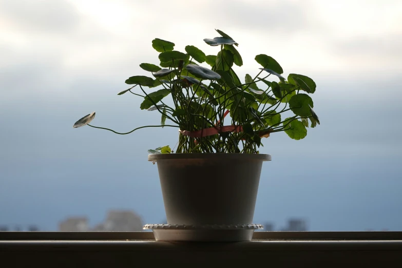 a potted plant with green plants in it