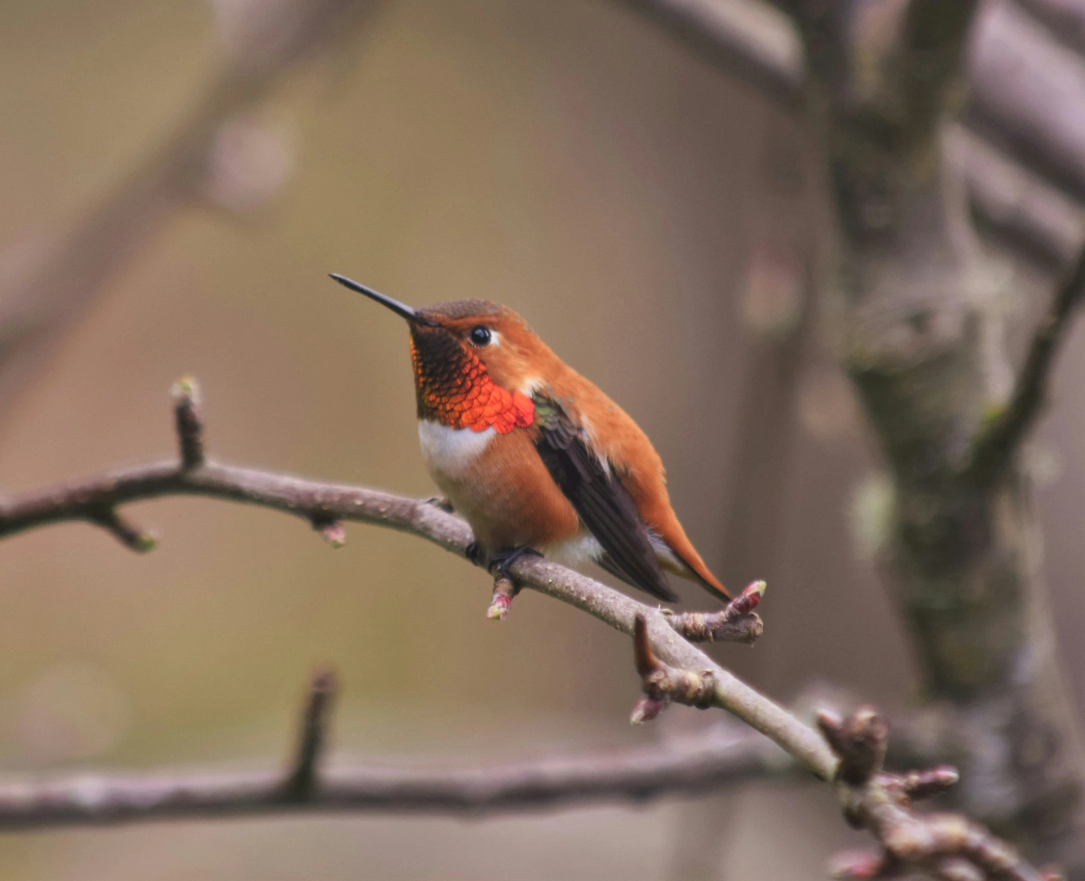 a bird sitting on a tree nch, with its long beak bent, in the foreground