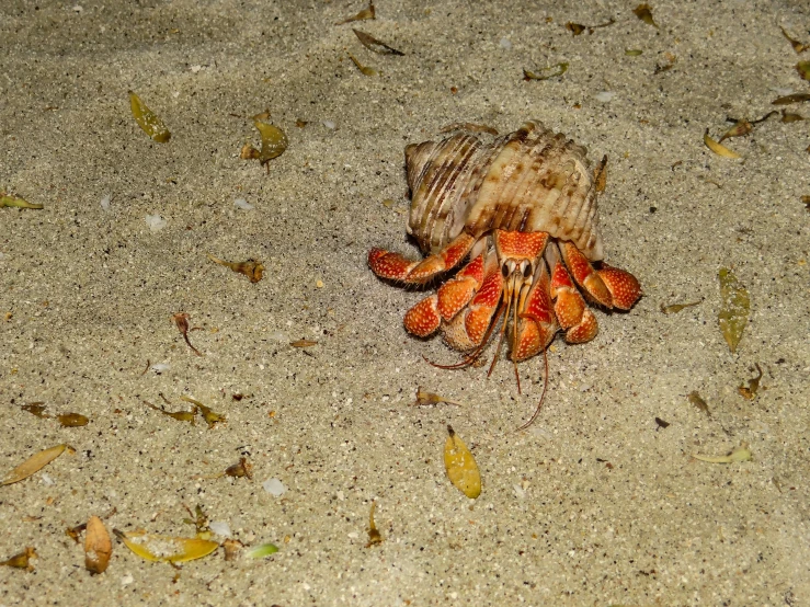 a large brown and orange colored insect on the ground