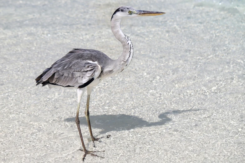 a large bird walking in the sand at the beach