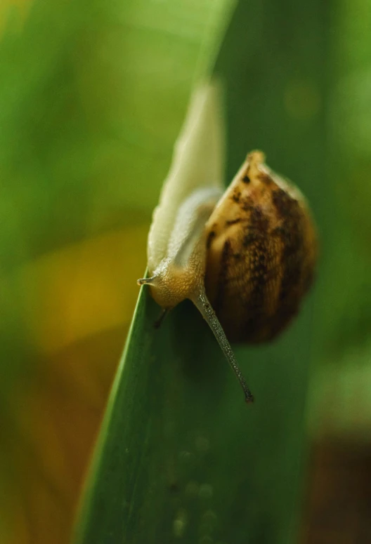 a snail with brown shell is sitting on top of a green leaf