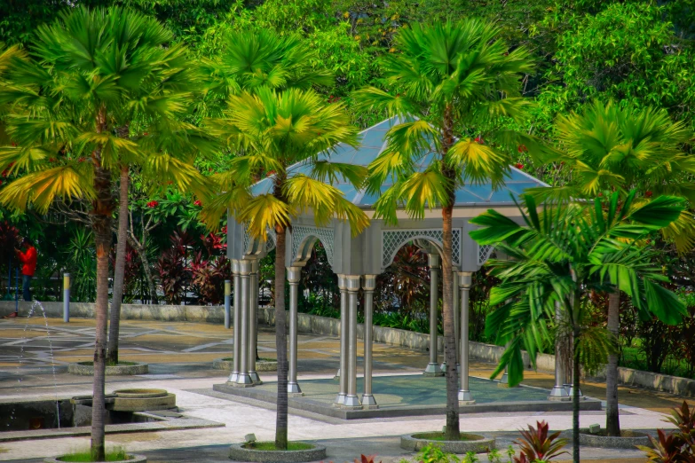 a tropical park has lots of palm trees and benches