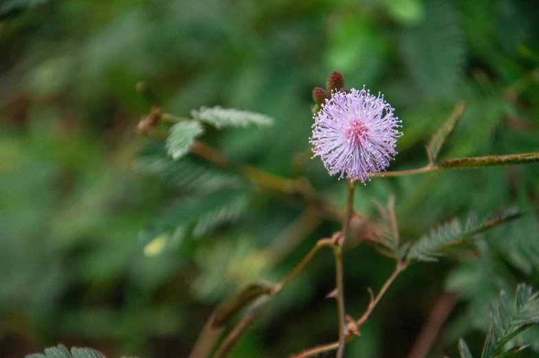 a small purple flower sitting on top of a tree