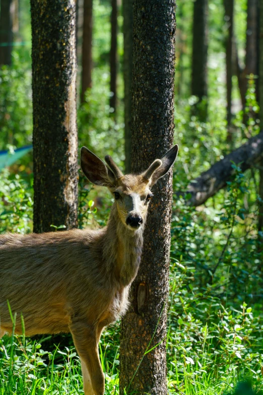 a small deer standing by some trees in the forest