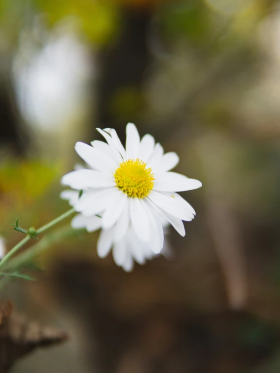 a close - up of a small white flower that is growing on a tree