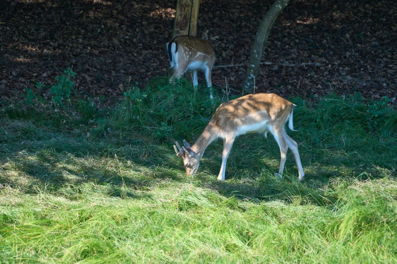 two deer eating in the grass outside during the night