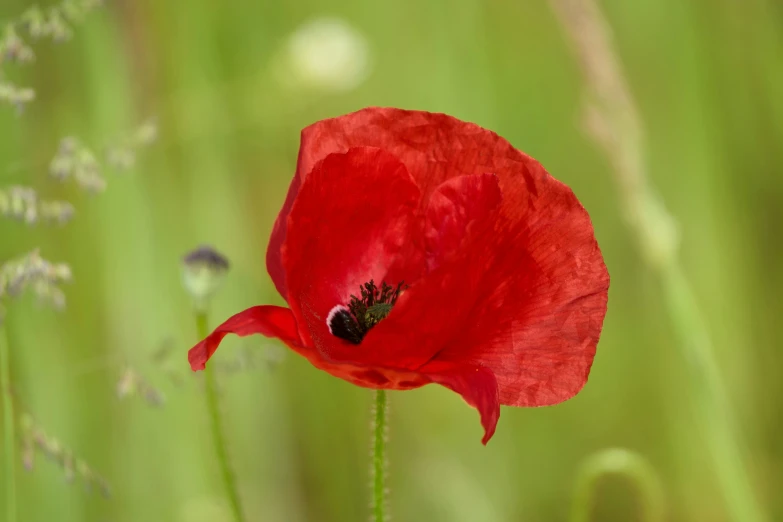 a red flower on a stalk that is standing in the grass