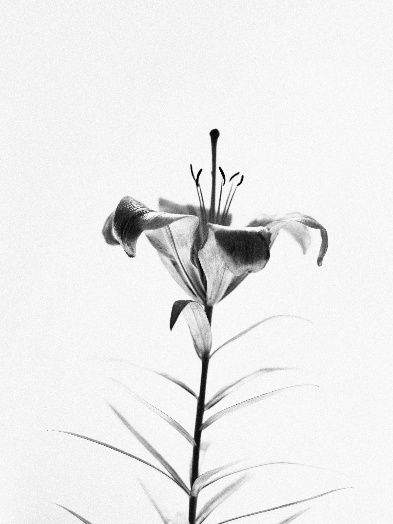 black and white pograph of flowers against the sky