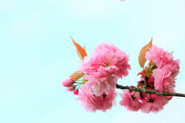 some pink flowers on a nch against a blue sky