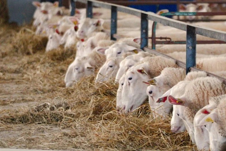 sheep that are grazing in some hay