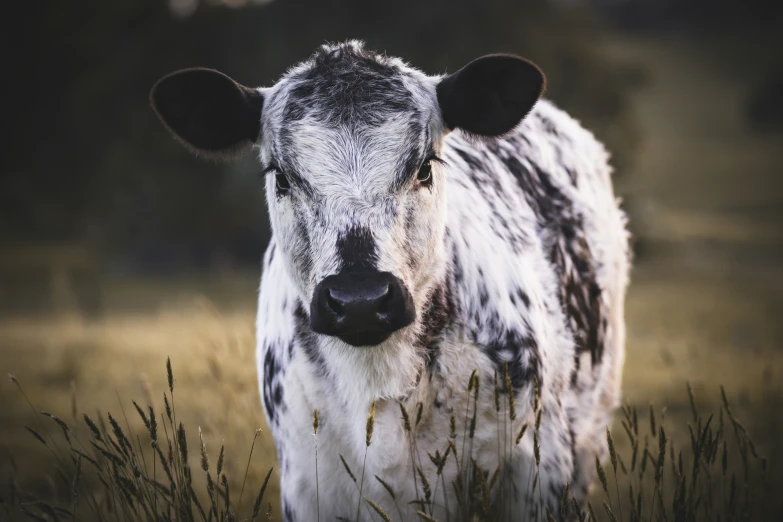 a cow standing next to each other on top of a dry grass covered field