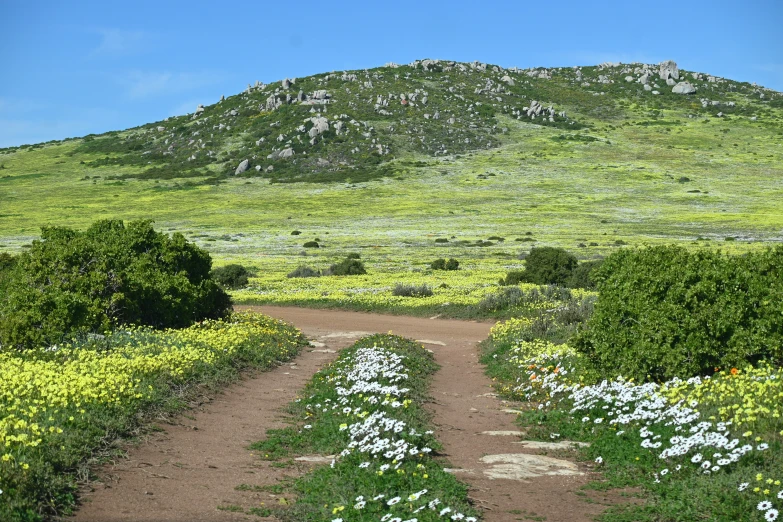 a pathway leading through a field with white flowers