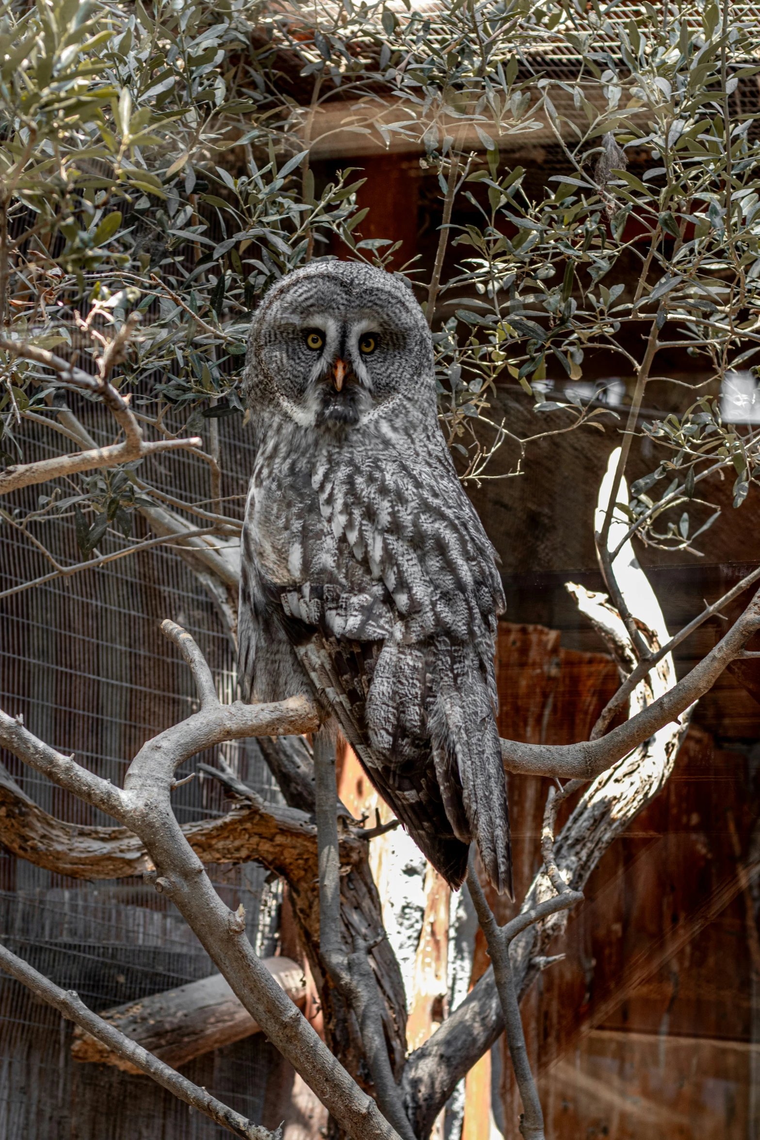 an owl sitting in a tree with no leaves