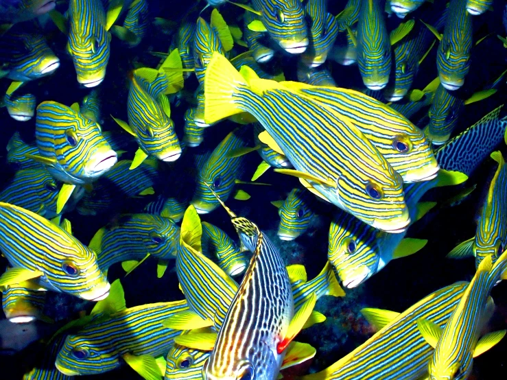 a school of small, colorful fish swimming together in water