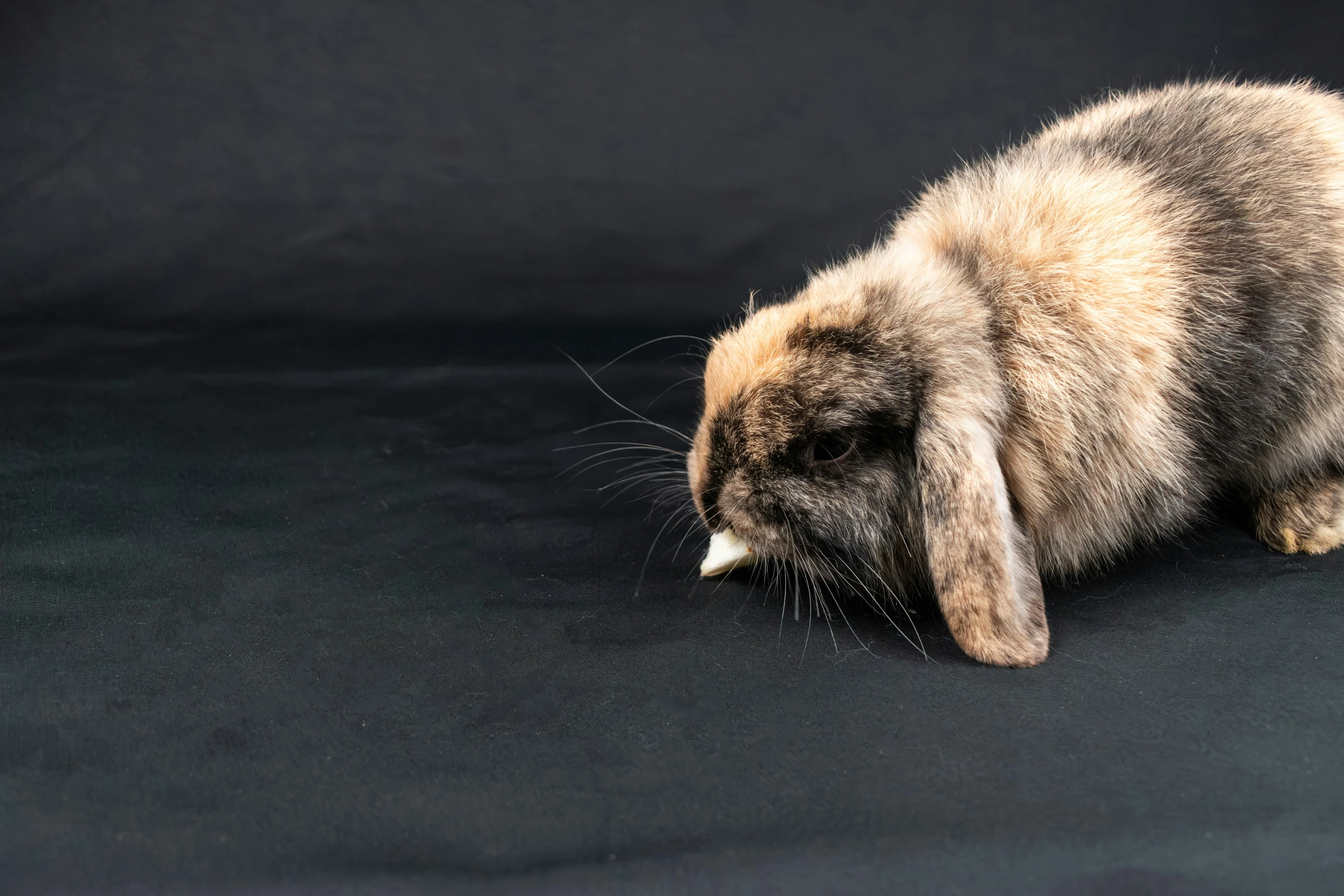 a large brown and black rabbit sitting on top of a couch