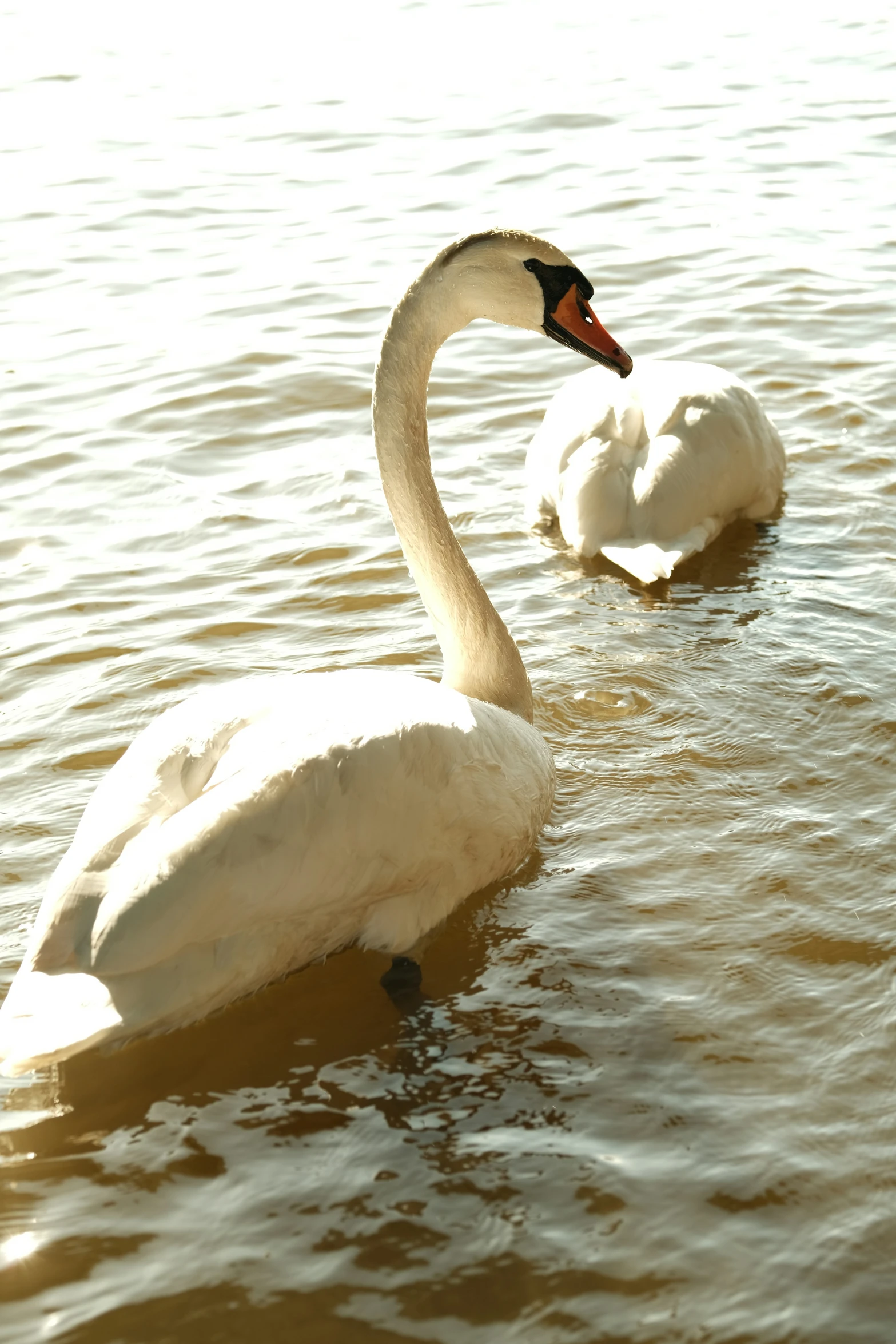 two swans swimming on top of a lake next to each other