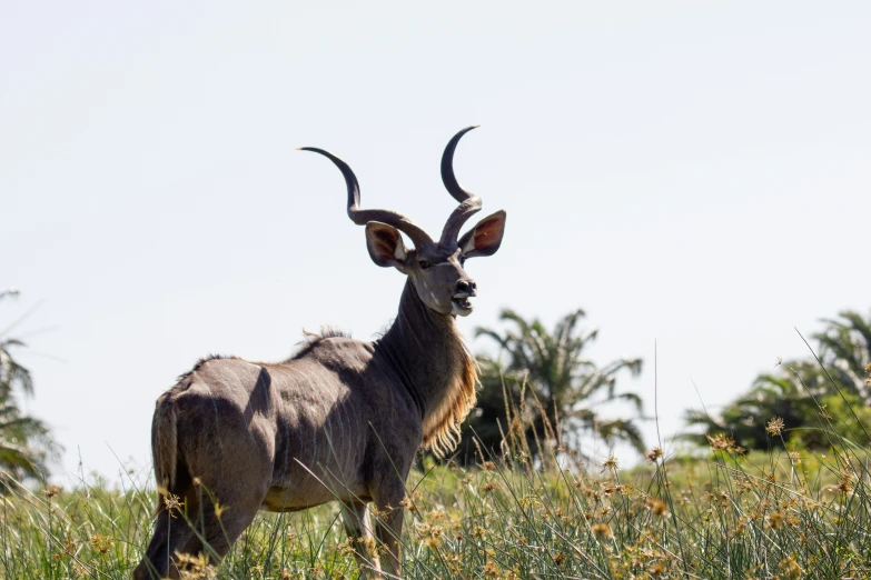 a very big cute horned animal by itself