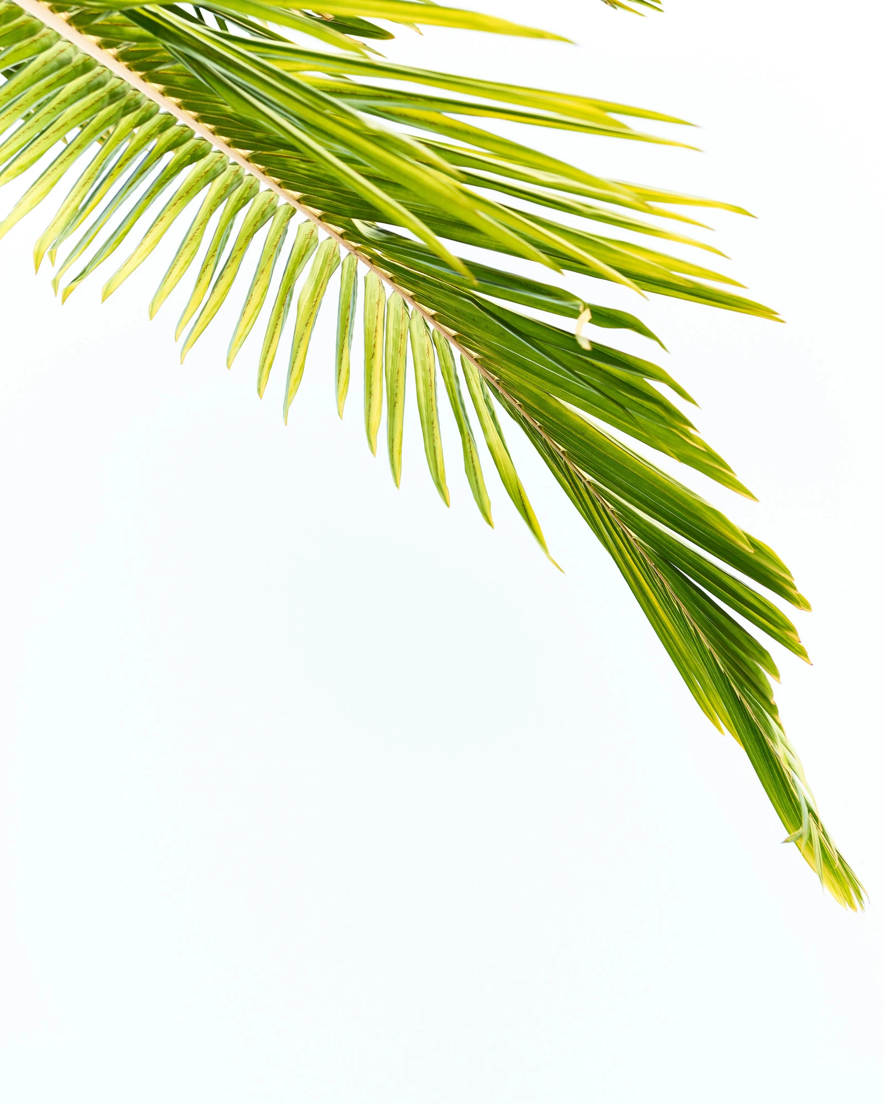 an up close view of the leaves of a palm tree