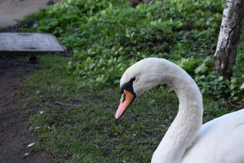 an adorable white swan is sitting on the grass