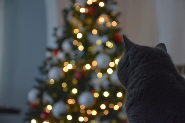 a black cat sitting in front of a christmas tree