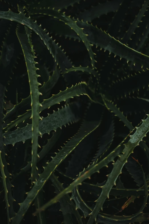 this plant is green with leaves hanging down