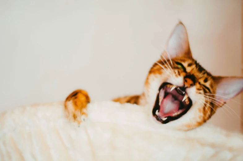 a cat licking at the top of a bed