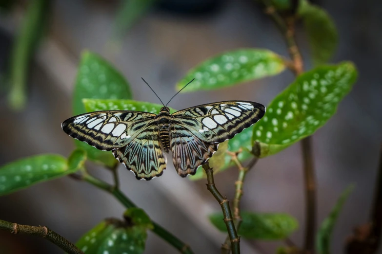 an image of a white and black erfly sitting on the leaves