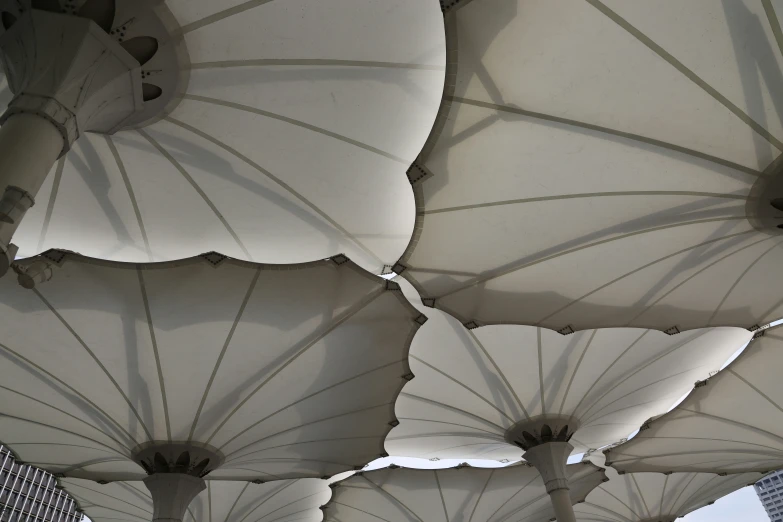 rows of white parasols open on the day