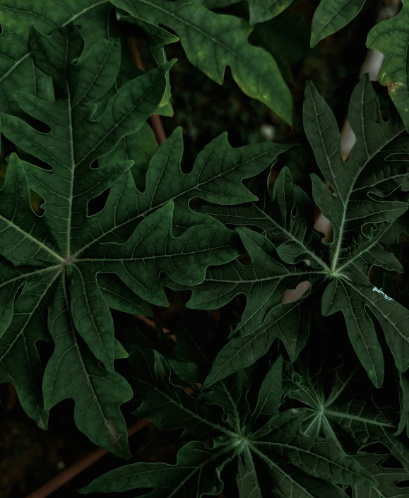 a close up s of an outdoor plant