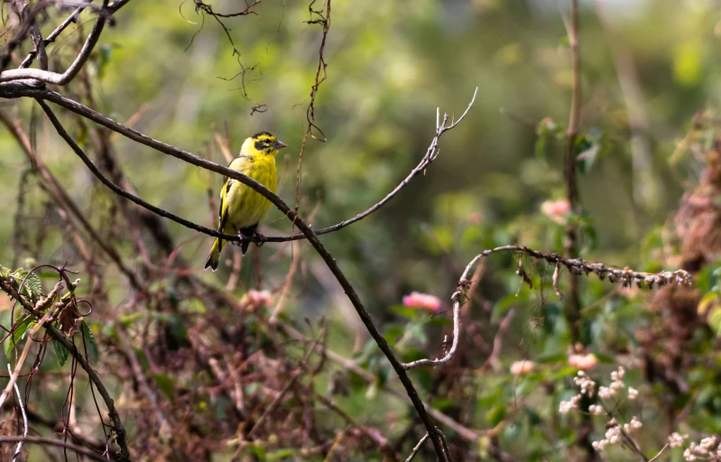 the bird is perched on a nch in a tree