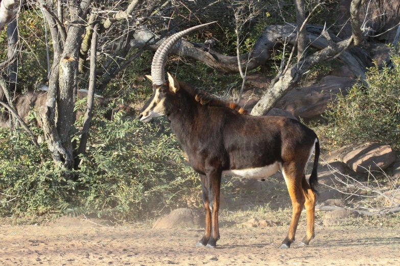 a close up of a goat near some trees