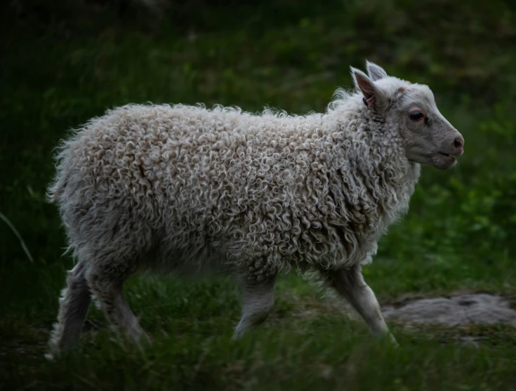 a fluffy white sheep walking in a grassy field
