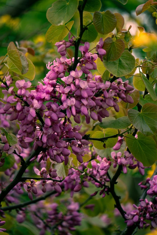 a small bush with purple flowers on it's nches