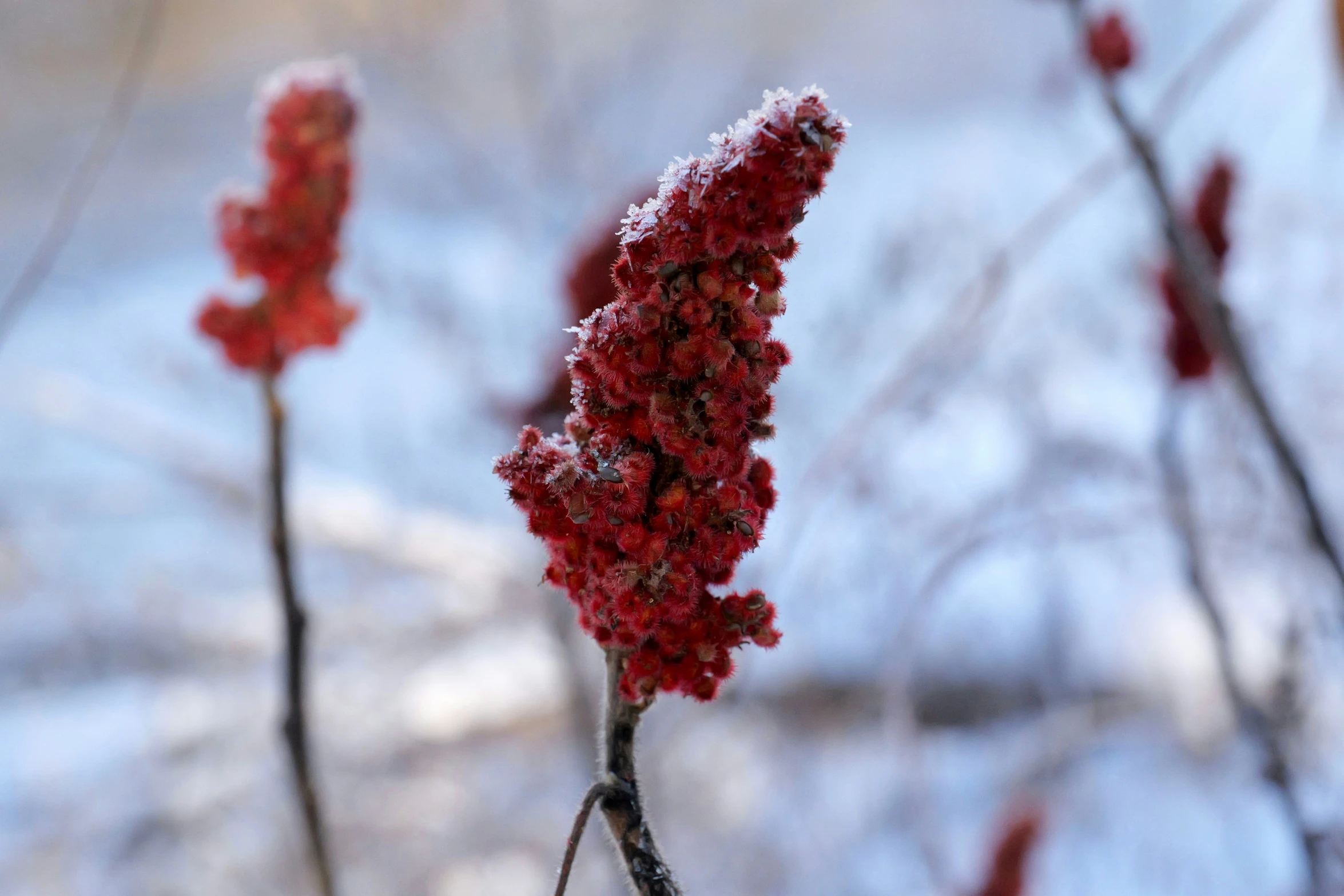 small red berries in an outdoor setting on a nch