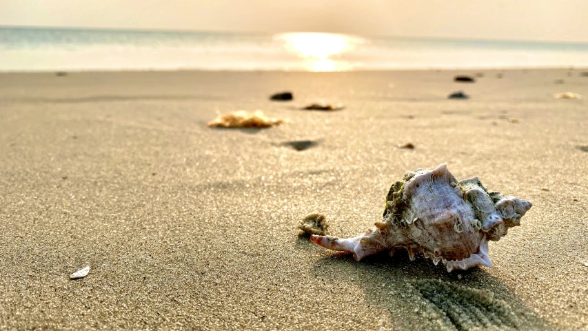 a shell sits on the sand at sunset