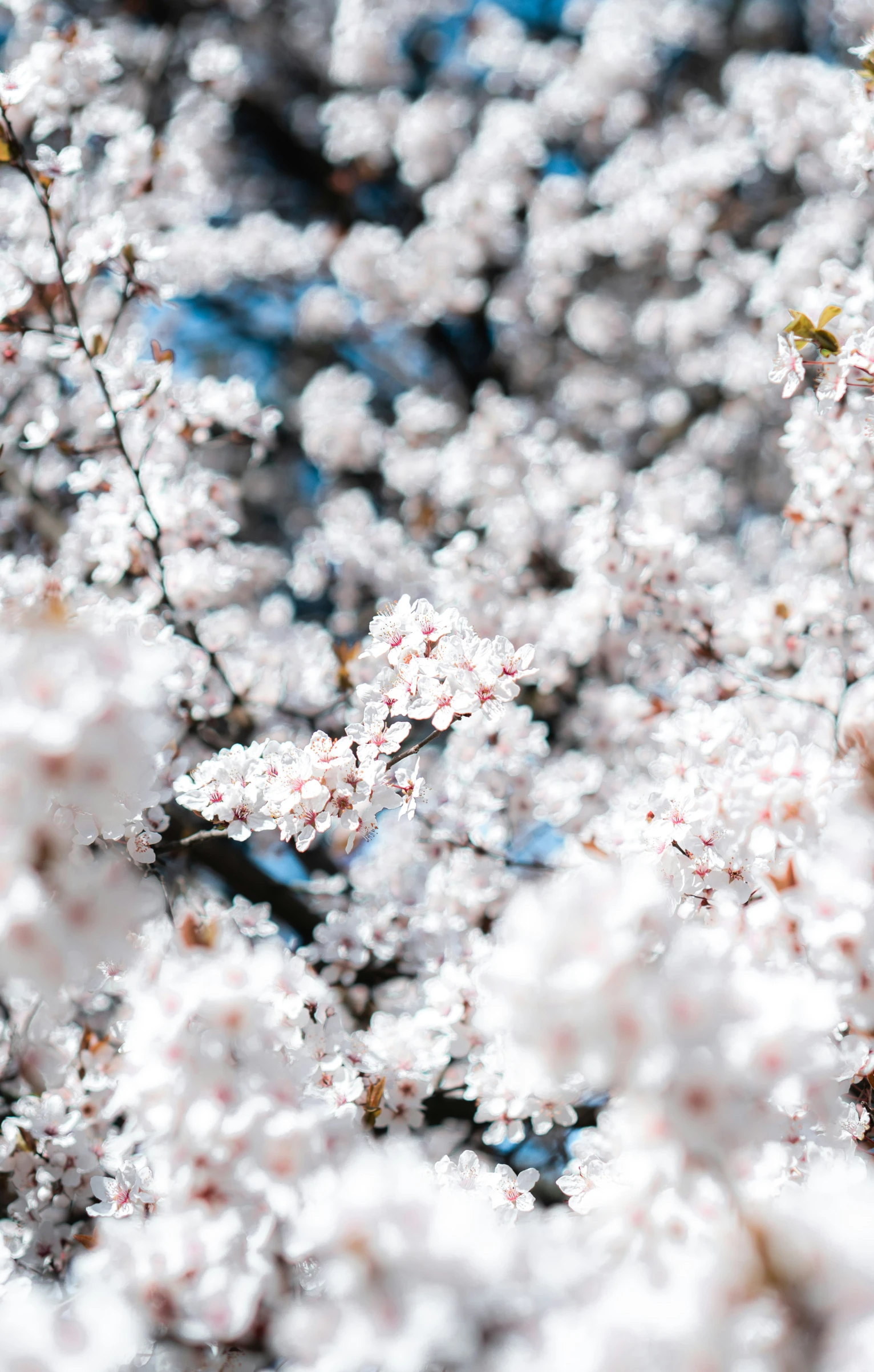 a flowered tree is blossoming with white flowers